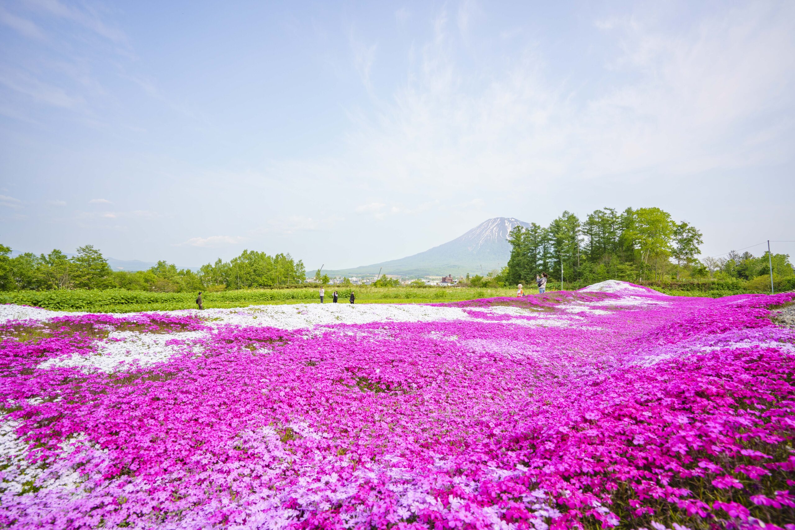 A wide, vibrant field of pink and white moss phlox (shibazakura) in full bloom stretches across the foreground, with scattered visitors walking through the garden. In the background, Mount Yotei rises under a clear blue sky. Tall green trees frame the edges of the scene.