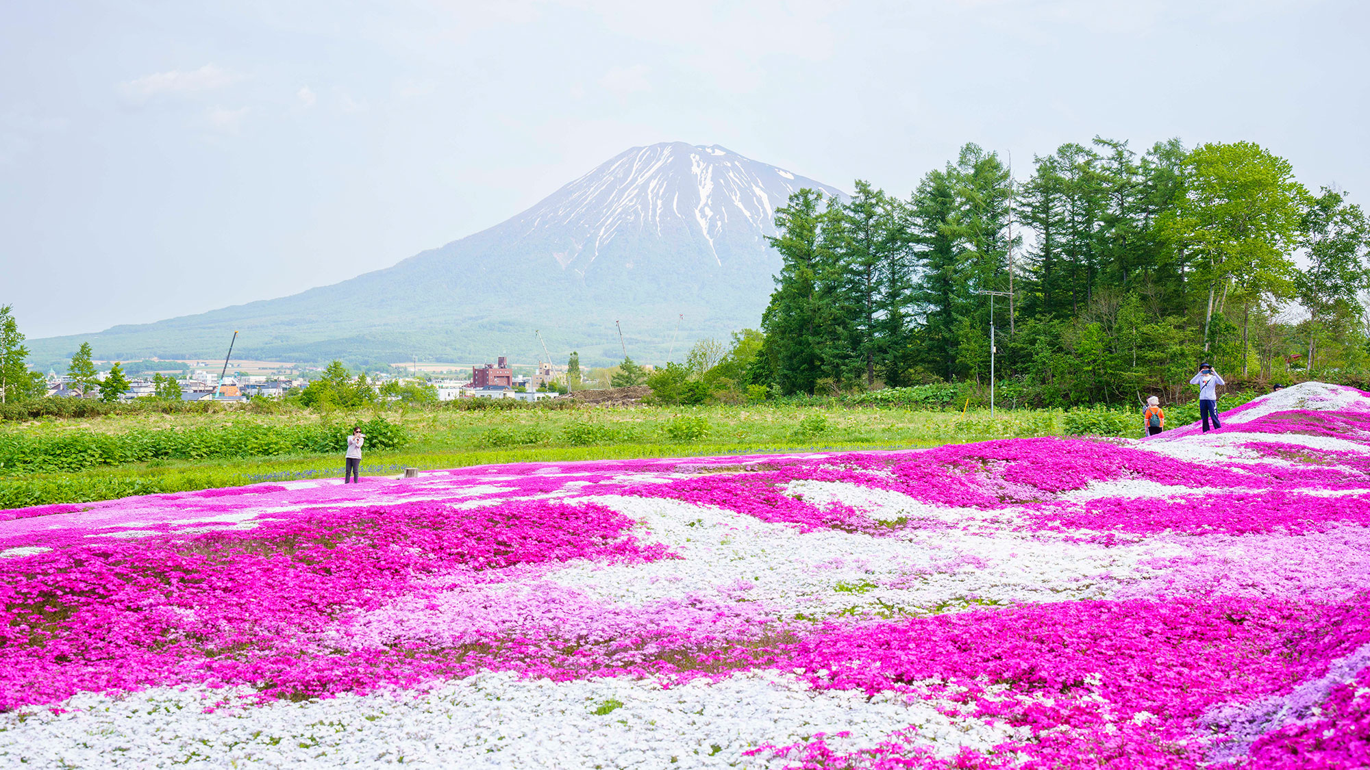 Summer-Japan-Senior-Landing-Page